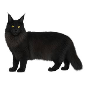Maine Coon black